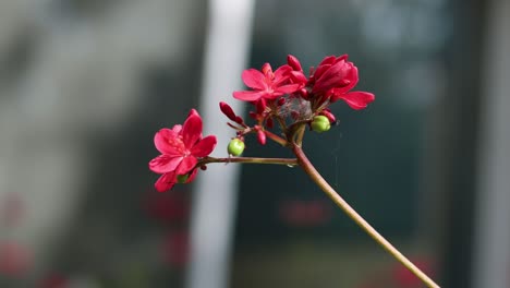 red flowers swaying slightly against a blurred background