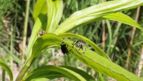 Close-up-shot-of-three-weevil-bugs-walking-towards-the-camera-on-a-green-leave-in-slow-motion