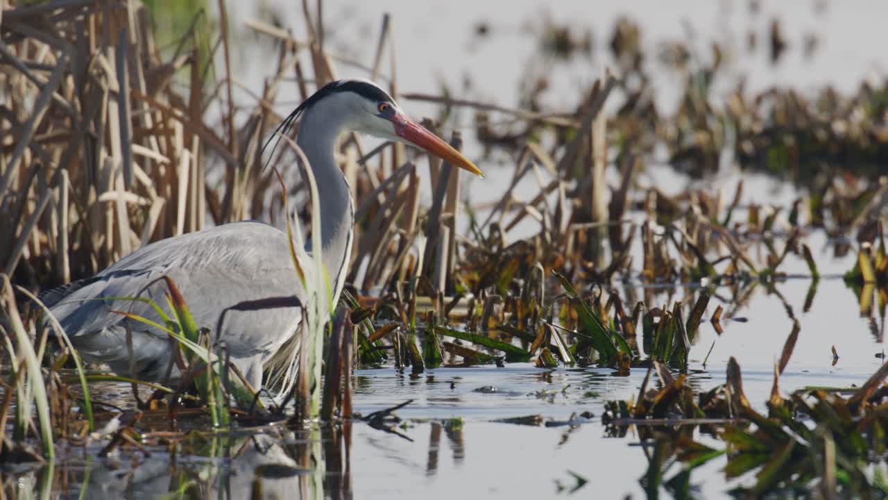 majestuosa garza azul entre cañas de río en aguas poco profundas preparada para pescar