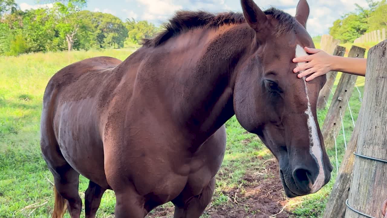 A brown horse stands calmly by a wooden fence as a person’s hand gently pets its head in soft natural daylight on a rural farm