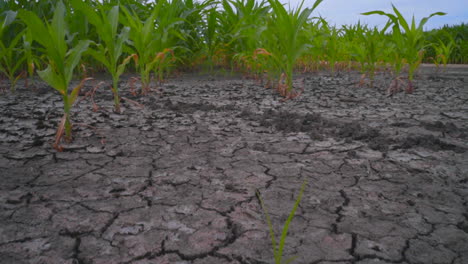 Windturbinenlandschaft-Mit-Trockenem-Land-Und-Grünem-Feld.-Konzept-Der-Globalen-Erwärmung