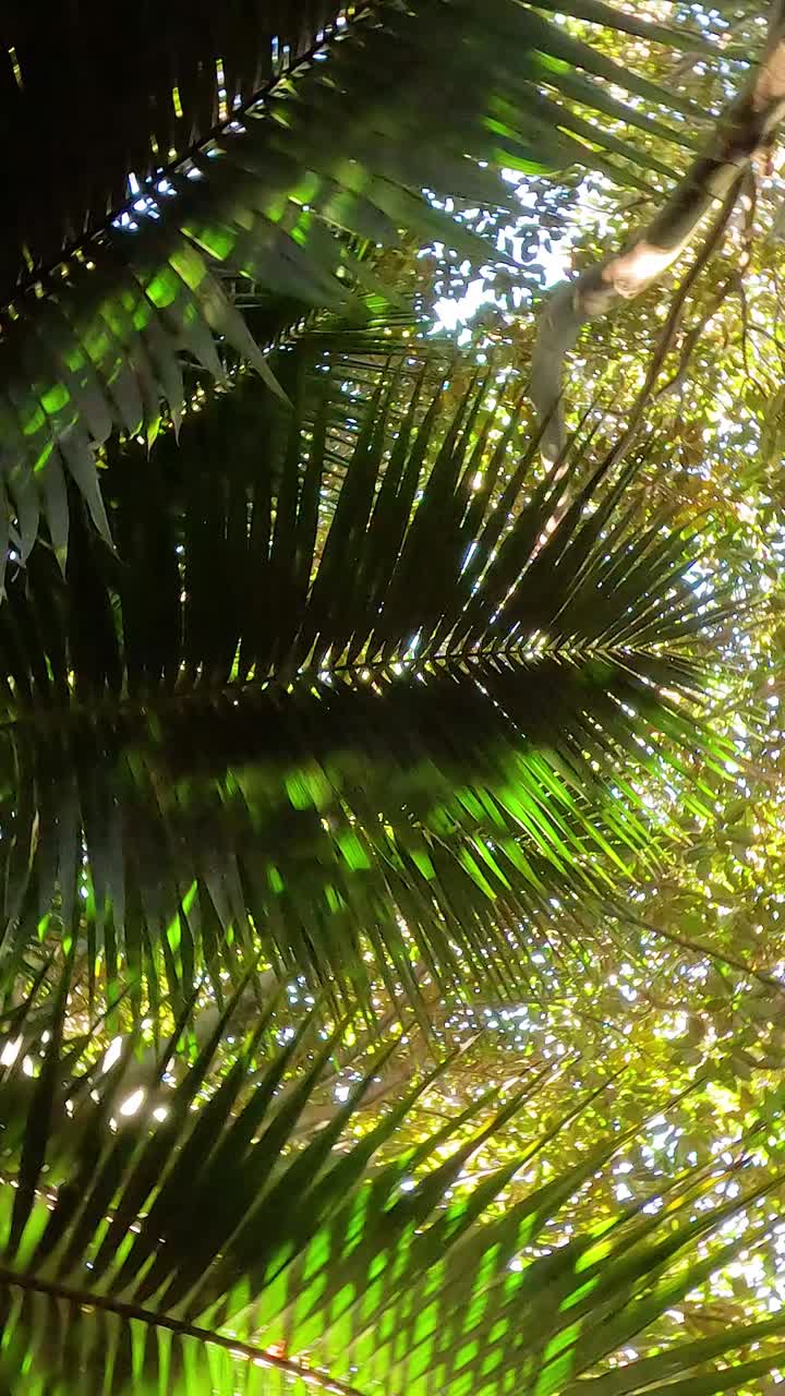 un dosel exuberante con la luz del sol filtrándose a través de las hojas
