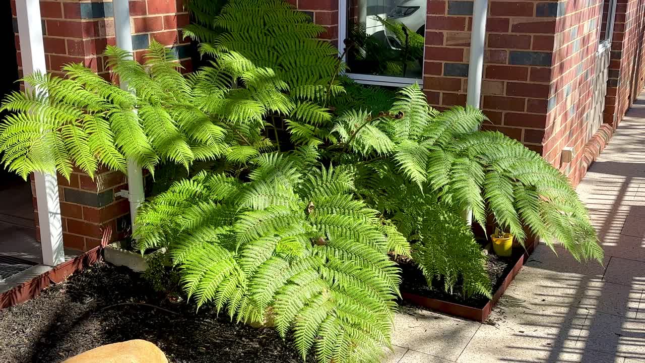gran helecho en el jardín suburbano a la luz del sol cerca de la puerta principal casa de ladrillo rojo en perth, australia occidental