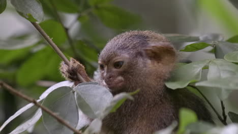 pygmy marmoset the world smallest monkey