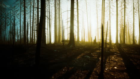 árboles quemados después de un incendio forestal con contaminación y mucho humo