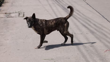 a stray dog wanders alone on city pathways.