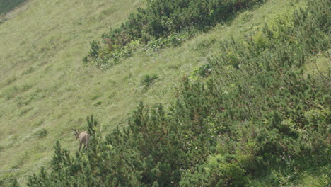 Chamois-mother-with-cub-walking-over-a-mountain-meadow