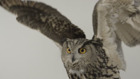 eagle owl impressive wingspan extending wings on white background