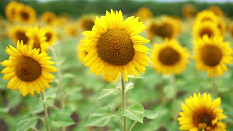 standing among the beautiful sunflower field in the season of its blossoming. agricultural farmland of seed flowers at daytime. blurred backdrop.