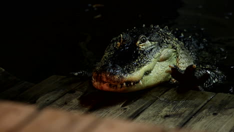 un caimán aterrador subiendo a un muelle - monstruo de película de terror