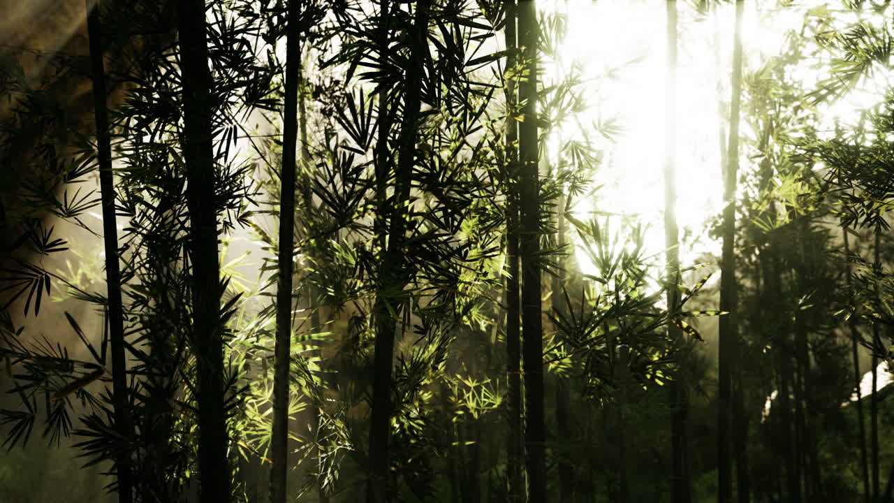 rayos de sol que fluyen a través de un denso bosque de bambú