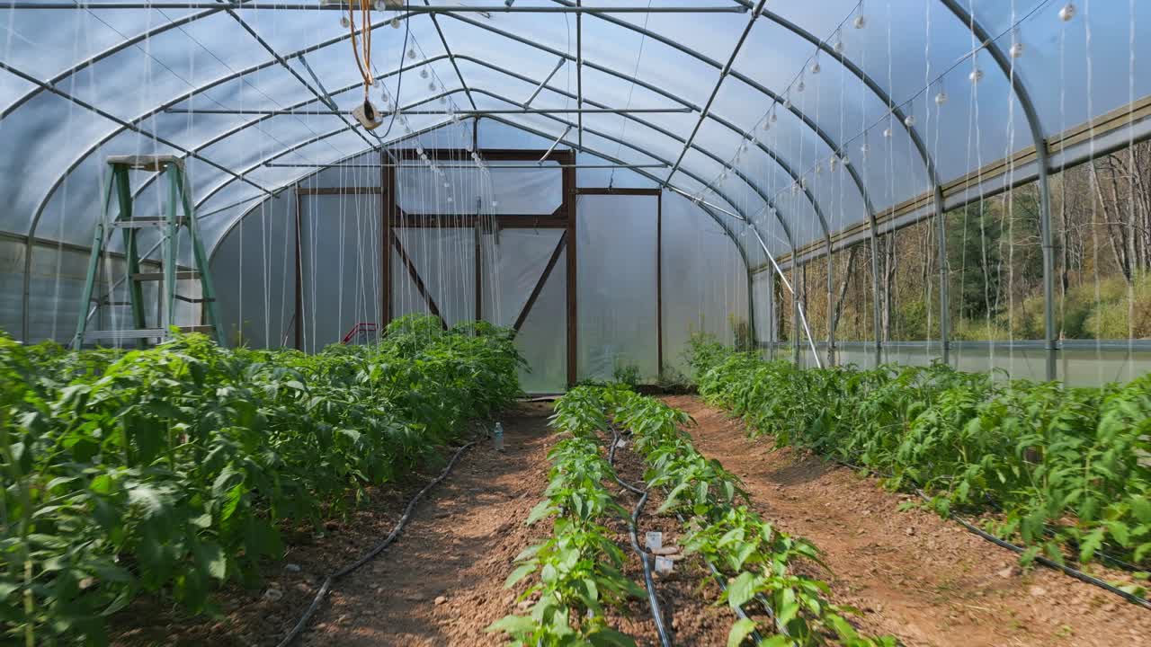 volando hacia atrás a través de un invernadero de alta tecnología con plantas de tomate y pimienta creciendo en camas