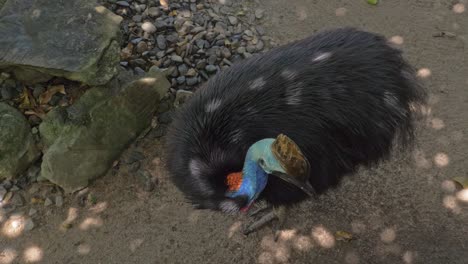 two-wattled cassowary preening its black plumage in the rainforest in queensland, australia