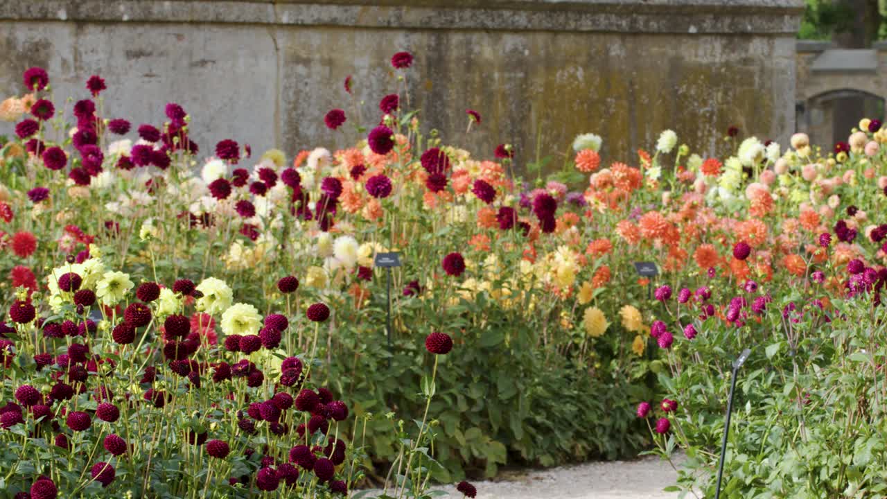 Camera pans across vibrant flower beds in a Dutch garden under soft natural daylight