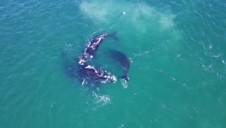 Draufsicht-Auf-Die-Aktivität-Der-Paarungsgruppe-Der-Südlichen-Glattwale-Im-Atlantik