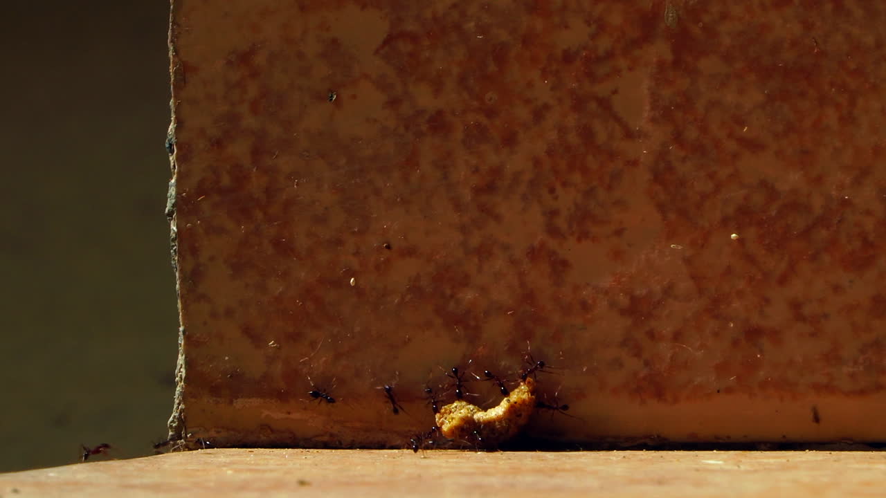 Black worker ants carrying dead cockroach around corner, low angle close up