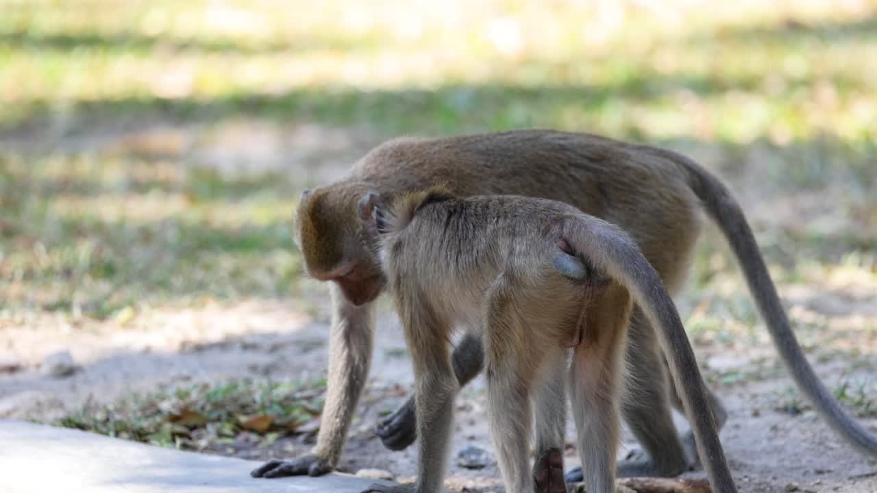 dos monos interactuando entre sí