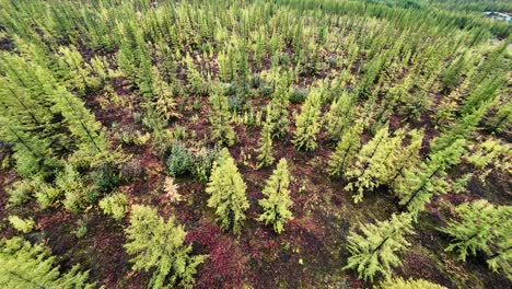 deslizarse por encima de los majestuosos bosques de yakutia, presenciando los verdes vívidos y los tonos de tierra del paisaje que se desarrolla debajo del avión no tripulado