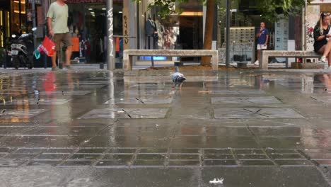 a pigeon drinking from a fountain on a very warm day, siggrou, thessaloniki, greece