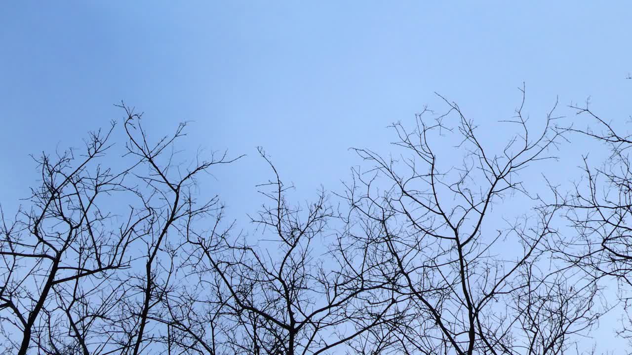 슬프고 신비로운 방식으로 바람에 흔들리는 나뭇가지