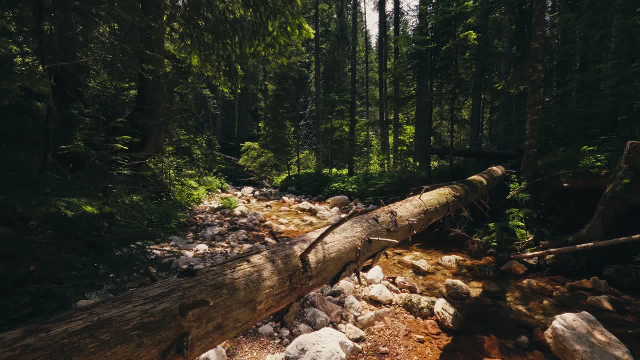 Fredfyldt skovbæk i Black Lake, Montenegro. Roligt og forfriskende