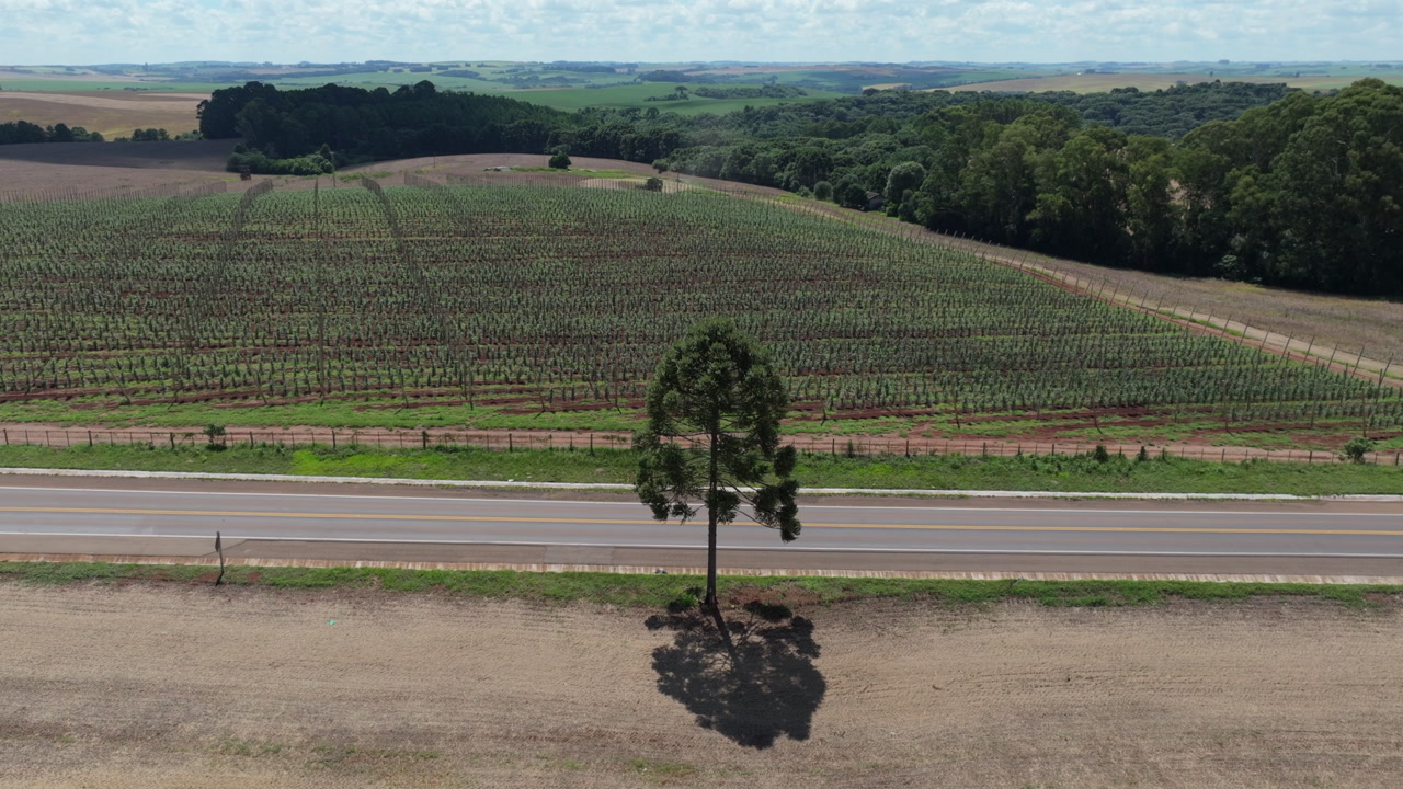Apple orchard aerial orbit revealing aligned young trees, rural road and araucaria