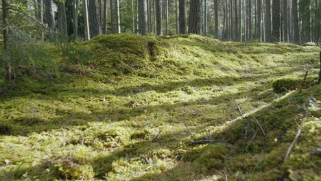 glide view over pine forest moss cover hiking trail