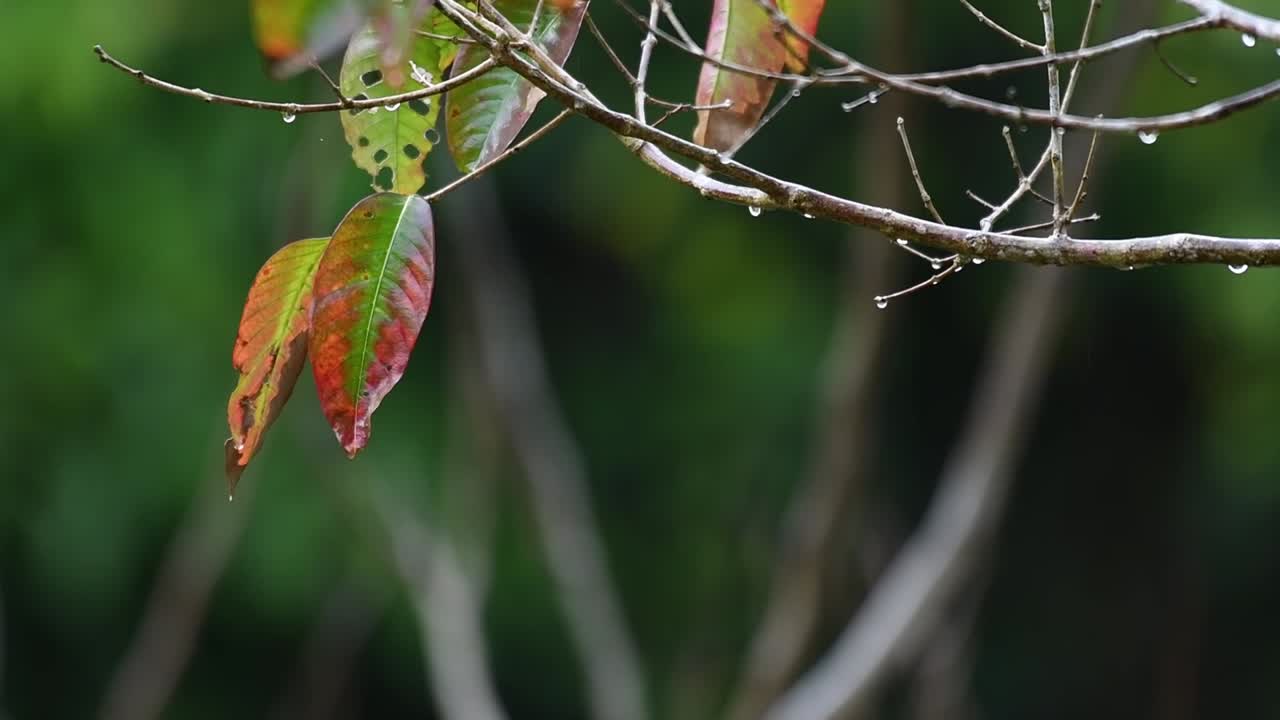 hojas y ramitas moviéndose con el viento durante un día lluvioso en el parque nacional khao yai en tailandia