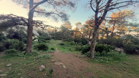 Exploring-the-scenic-forests-of-Spain-while-hiking,-embracing-the-beauty-and-tranquility-of-nature