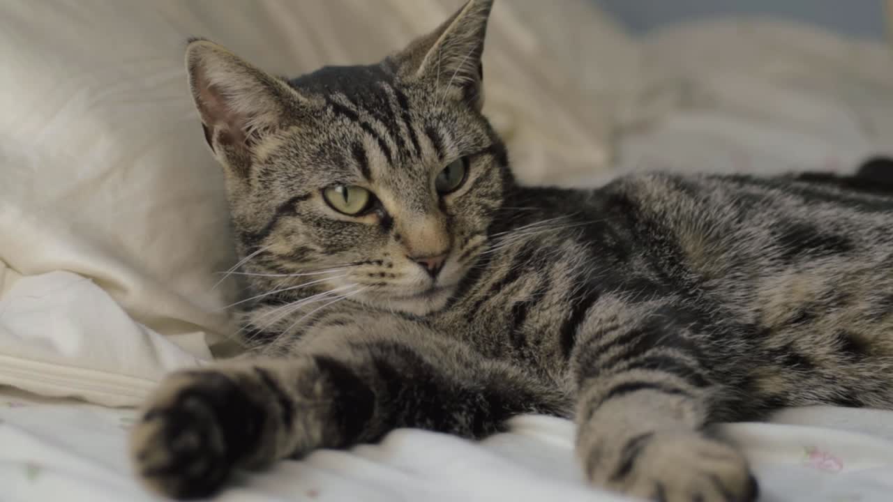 Young tabby cat lies on bed medium panning shot