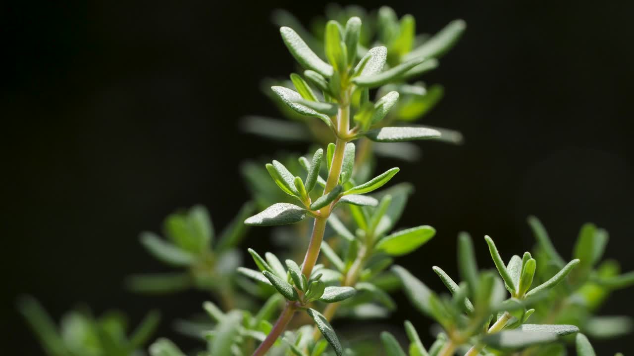 una hermosa planta de tomillo se mueve en el viento durante una toma macro