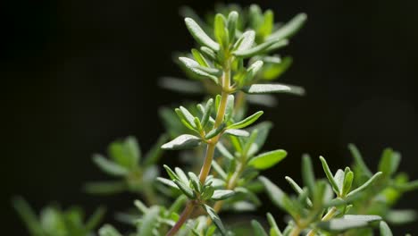 Una-Hermosa-Planta-De-Tomillo-Se-Mueve-En-El-Viento-Durante-Una-Toma-Macro