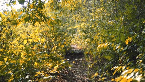 wild path through the forest with sun light