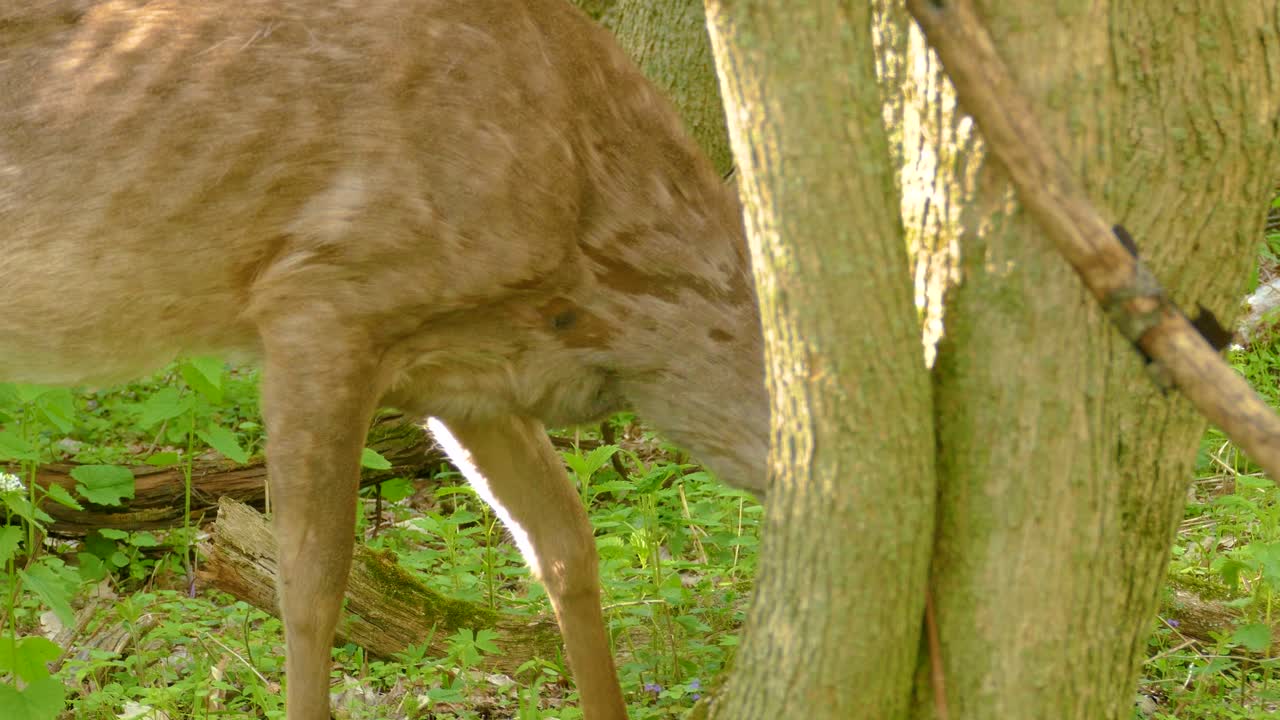 White-Tailed Deer in the Forest