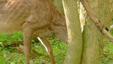 white-tailed deer in the forest