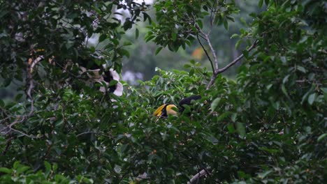 Dos-Individuos-Alimentándose-En-Medio-Del-árbol-Frutal-Mientras-Uno-Salta-Hacia-La-Izquierda-Para-Transferirse,-Gran-Cálao-Buceros-Bicornis,-Tailandia