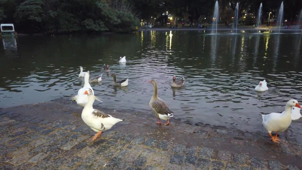 Argentina Buenos Aires Parque Centenario. Patos, gansos, aves acuáticas en el lago. Vista exterior al anochecer.