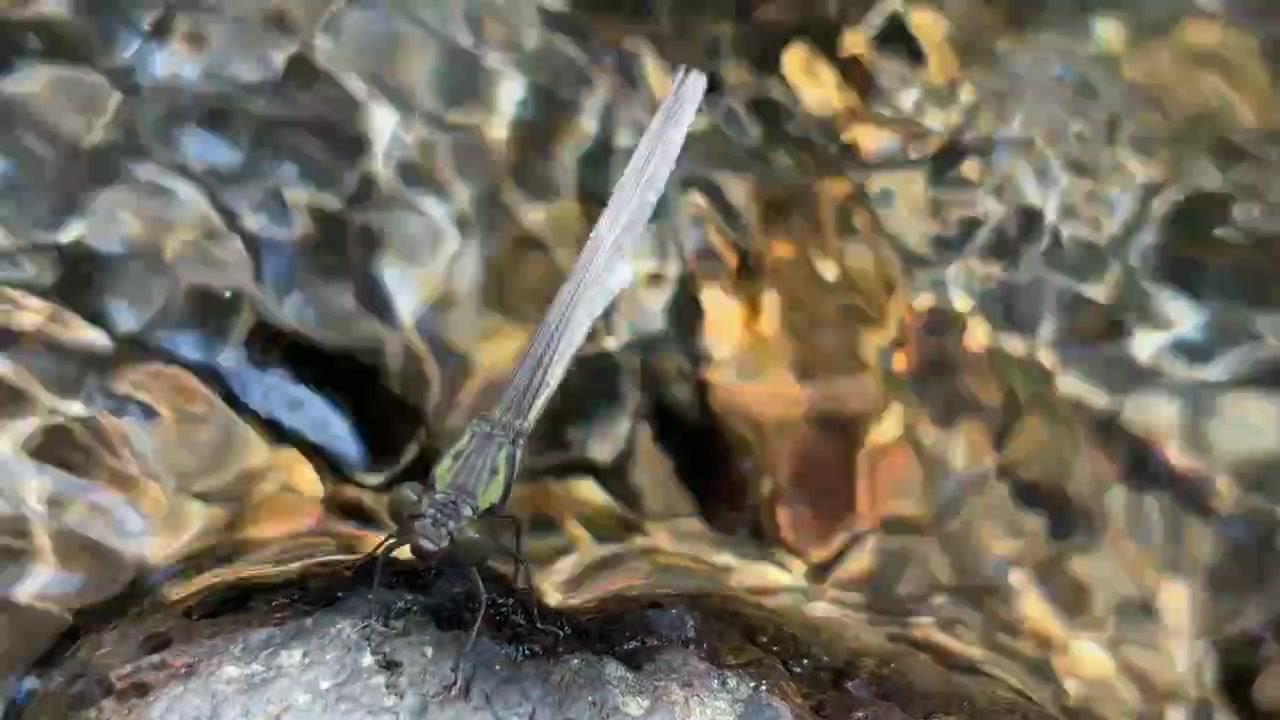 Libellula posata su una roccia in un ruscello che scorre