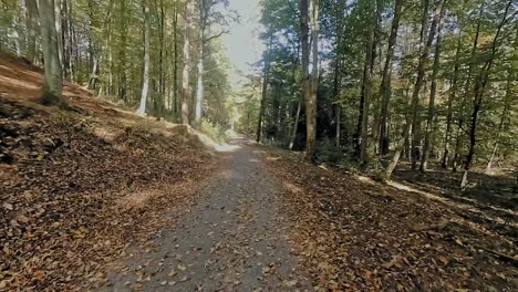 Walking-through-the-autumn-forest-in-mid-day-with-harsh-sunlight-in-slow-motion