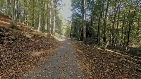 caminando por el bosque de otoño a medio día con luz solar intensa en cámara lenta