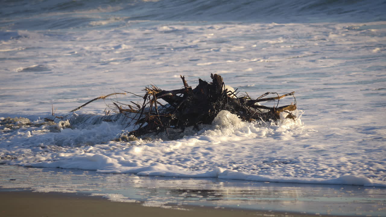 Massive Roots Of A Tree Trunk With Crashing Foamy Waves. Slow Motion