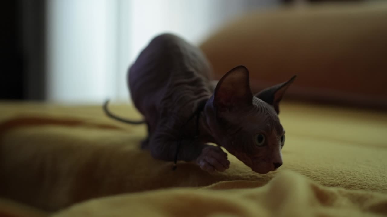 Un gatto Sphynx che cammina sul letto - Rallentatore