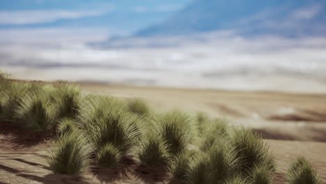 Flat-desert-with-bush-and-grass