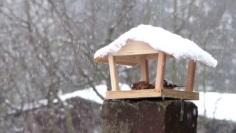 Marsh-Tit-Picoteando-Alpiste-De-Un-Comedero-Para-Pájaros-De-Madera-Mientras-Está-Nevando