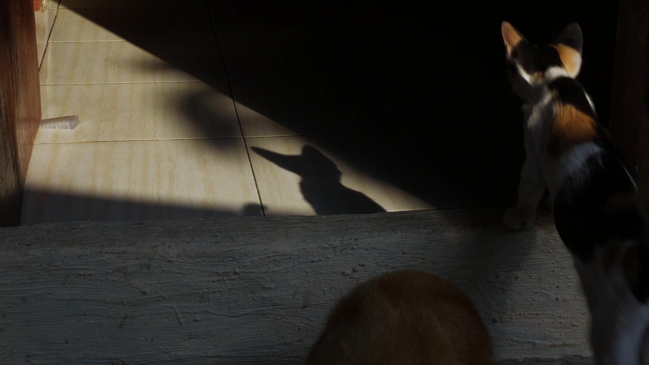 Calico Cat Walking Through a Sunlit Doorway with Another Cat Nearby