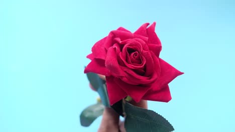 rosa roja en la mano