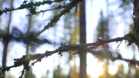 Movimiento-Deslizante-De-La-Rama-De-Un-árbol-Con-Musgo-De-Liquen-Balanceándose-Suavemente-Durante-La-Puesta-De-Sol-En-Un-Bosque-En-Ruovesi,-Finlandia