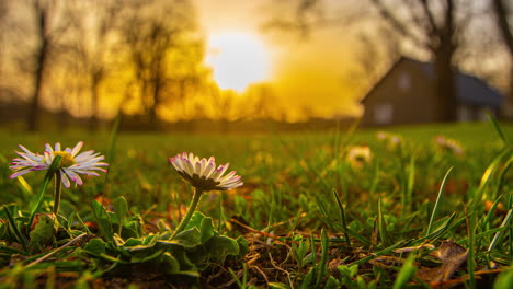 sunrise nature coming to life timelapse flowers field wildflowers up-close