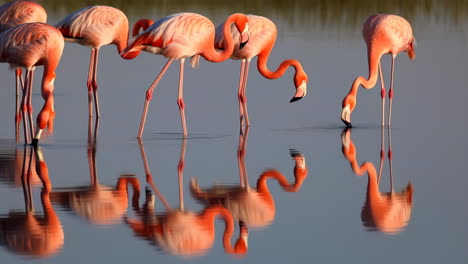 flamingos foraging in water with reflections
