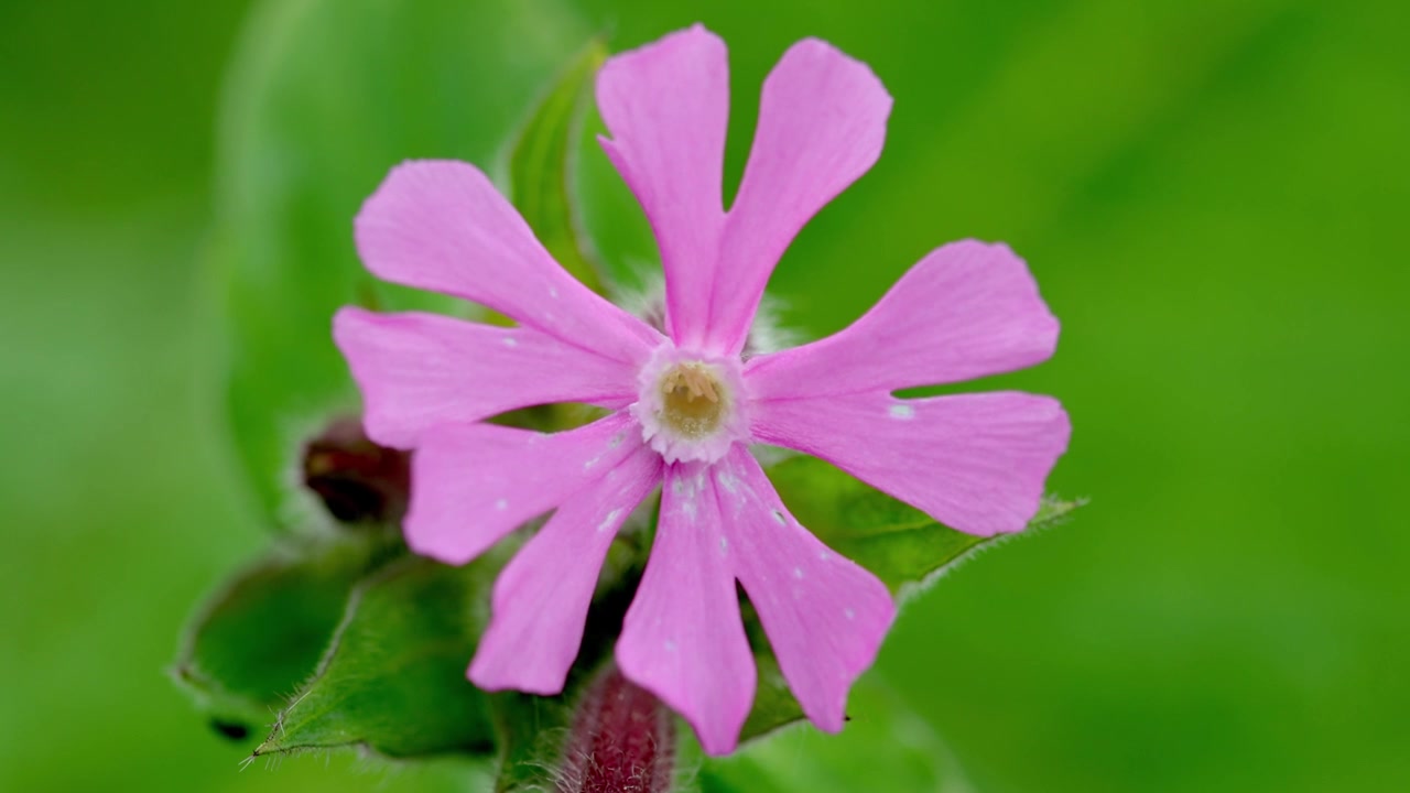 Nærbilde av en rød engsmelleblomst, Silene dioica. Vår. Wales. Storbritannia.